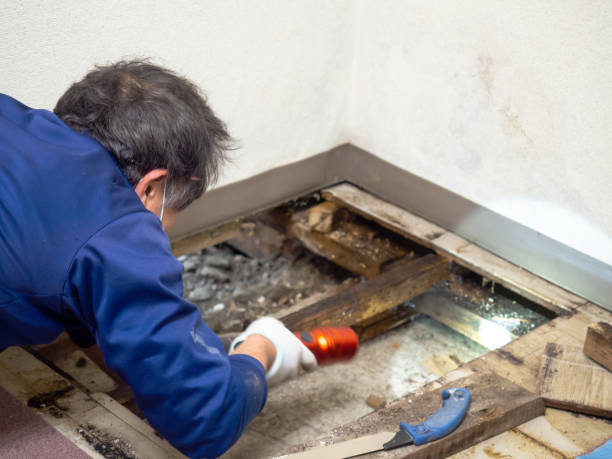 Office Mold Removal Services in Lighthouse Point, FL
