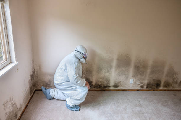 Mold Testing and Removal in Lighthouse Point, FL