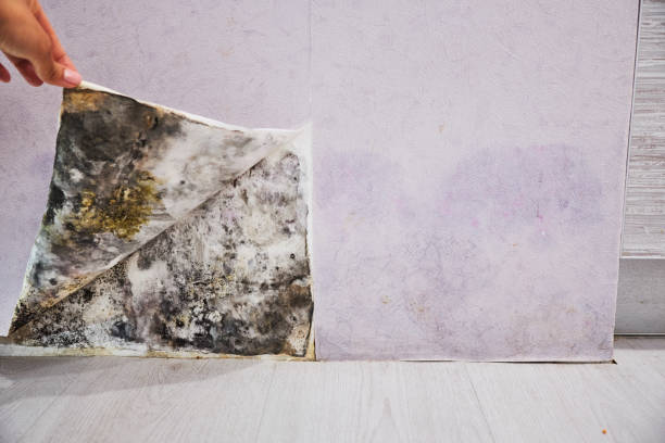 Water Damage Restoration in Lighthouse Point, FL